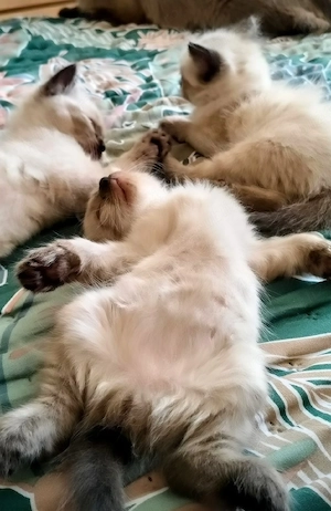 Ragdoll puiuți jucăuși 