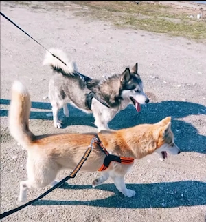 Donez ciini husky,pereche.Si o fetiță de aproape un an.Sunt vaccinați la zi,deparazitați. 