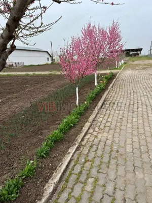 Fermă de vânzare | 3 ha | Între București și Constanța | Exploatație agricolă și zootehnică