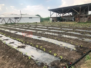 Fermă de vânzare | 3 ha | Între București și Constanța | Exploatație agricolă și zootehnică