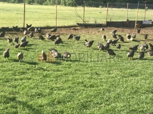 Fermă de vânzare | 3 ha | Între București și Constanța | Exploatație agricolă și zootehnică