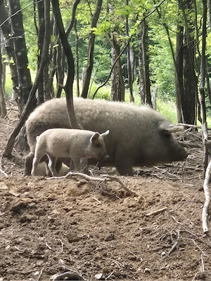 Purcei Mangalita 