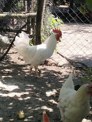 Cocoș leghorn de vânzare  - imagine 5