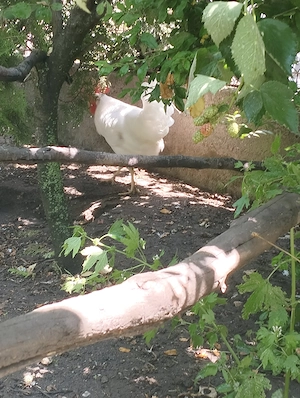 Cocoș leghorn de vânzare  - imagine 2