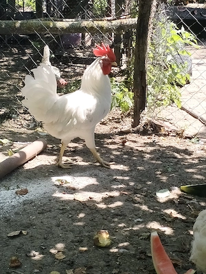 Cocoș leghorn de vânzare 
