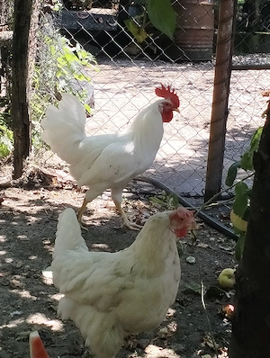 Cocoș leghorn de vânzare  - imagine 4