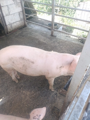 De vânzare purcei la 50 kg crescuți la curte.jud Prahova sat Vărbilău tel   Stefan 6 - imagine 2