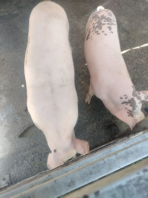 De vânzare purcei la 50 kg crescuți la curte.jud Prahova sat Vărbilău tel   Stefan 6 - imagine 3