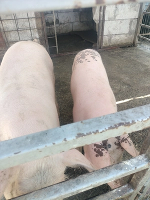 De vânzare purcei la 50 kg crescuți la curte.jud Prahova sat Vărbilău tel   Stefan 6