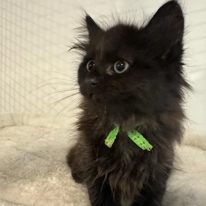 Maine coon black  - imagine 3