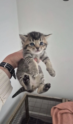 Maine coon black  - imagine 4