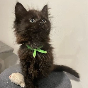 Maine coon black  - imagine 2