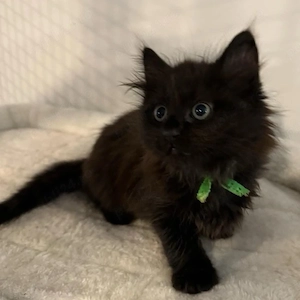 Maine coon black 