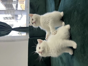 British Shorthair White