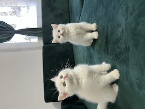 British Shorthair White - imagine 5