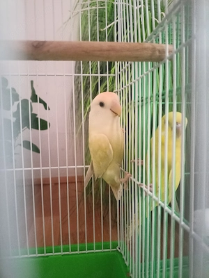 Peruș , agapornis femelă , colivie  - imagine 3