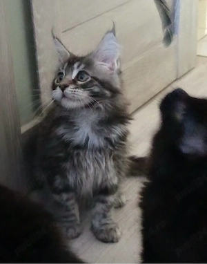Puiuti maine coon