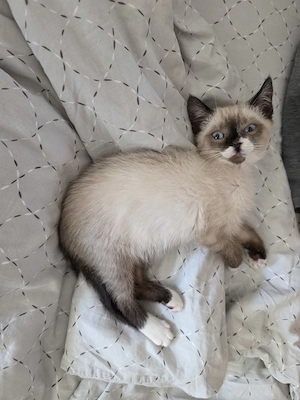 Se ofera catre adoptie pui de pisica siameza - imagine 2