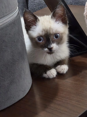 Se ofera catre adoptie pui de pisica siameza - imagine 3