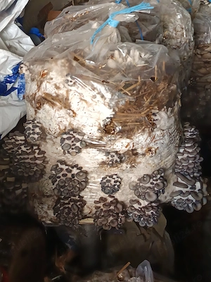 Saci gata însămânțati cu sămânță de ciuperci