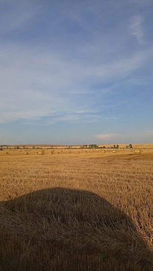 Vând baloți de paie de grâu 
