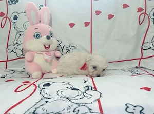 Pui Bichon 2 Luni  - imagine 4