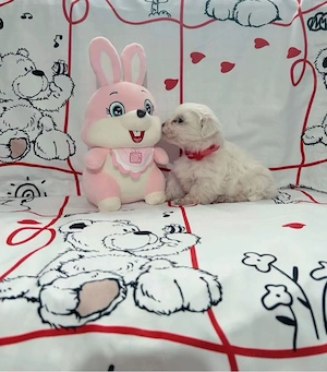 Pui Bichon 2 Luni  - imagine 5