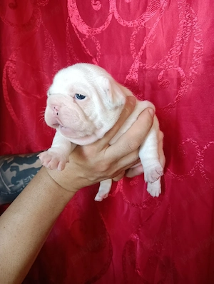 Bulldog francez 