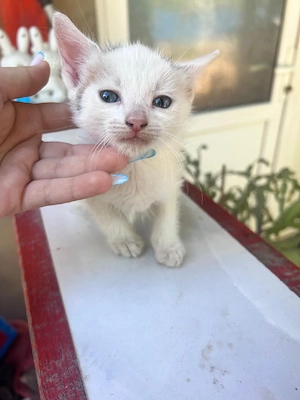 pisicuti spre adopție 