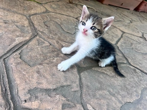pisicuti spre adopție 