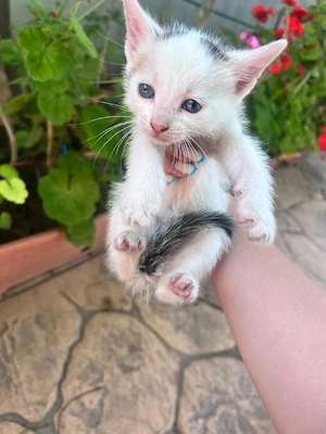 pisicuti spre adopție  - imagine 5