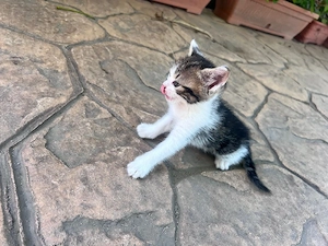 pisicuti spre adopție  - imagine 2