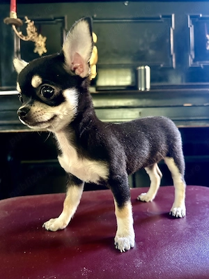Fata chihuahua - imagine 2