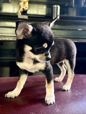 Fata chihuahua