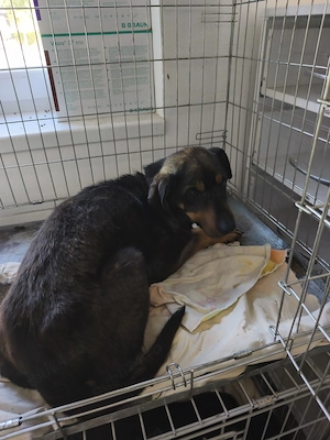 Cățelușa de dat spre ADOPTIE - imagine 2