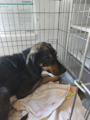 Cățelușa de dat spre ADOPTIE
