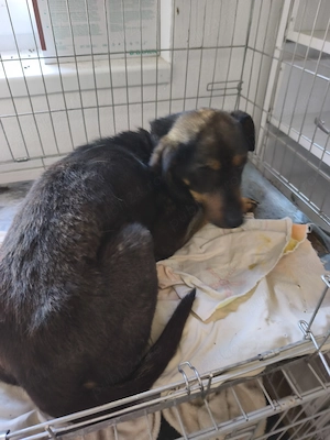 Cățelușa de dat spre ADOPTIE - imagine 3