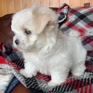 Bichon  Maltez Mini Toy.