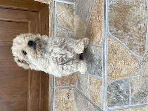 Bichon maltez varsta 2 luni - imagine 3