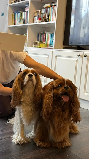 Pui Cavalier King Charles Spaniel   Generație așteptată în iulie 2026 | Părinți campioni și testați  - imagine 2