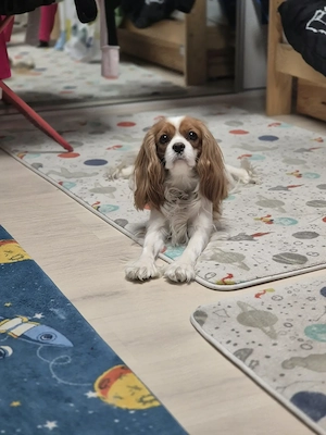 Pui Cavalier King Charles Spaniel   Generație așteptată în iulie 2026 | Părinți campioni și testați  - imagine 3
