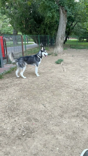 Donez Husky