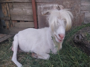 Vând țapi buni de monta