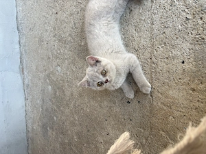 2 pisicuțe își caută căsuța 