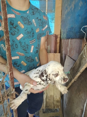 catei dalmatian