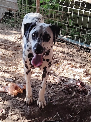 catei dalmatian - imagine 3