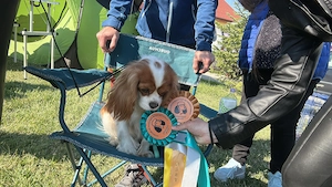 Pui Cavalier King Charles Spaniel   Generație așteptată în iulie 2026 | Părinți campioni și testați 