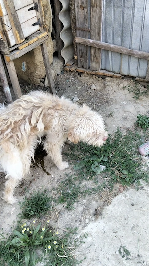 vand lagotto 