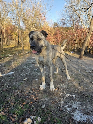 Femela de vanzare metis kangal cu asia centrala  - imagine 5