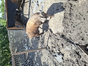 Vând purcei 400 de lei scrofițe gestante,vier duroc pietrain porci de tăiat desființez micro fermă  - imagine 5
